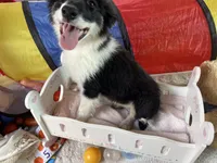 Bonnie, a female Border Collie for sale in Chula Vista, CA – Photo 9 of 10