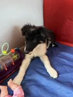 Bonnie, a female Border Collie for sale in Chula Vista, CA – Photo 3 of 10