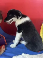 Bonnie, a female Border Collie for sale in Chula Vista, CA – Photo 4 of 10