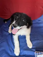 Bonnie, a female Border Collie for sale in Chula Vista, CA – Photo 7 of 10