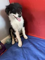 Bonnie, a female Border Collie for sale in Chula Vista, CA – Photo 6 of 10