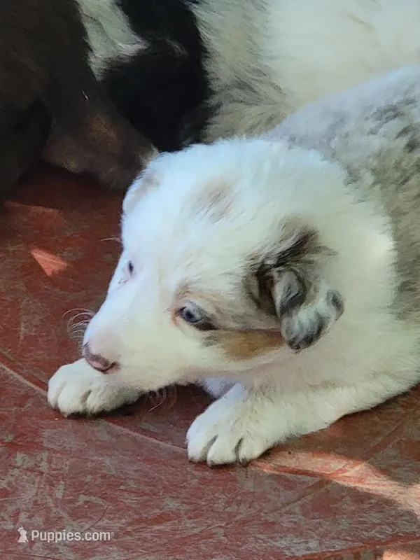 Chunky, a female Border Collie for sale in Chula Vista, CA – Photo 1 of 3