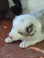 Chunky, a female Border Collie for sale in Chula Vista, CA – Photo 1 of 3