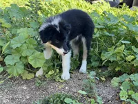 Kyley, a female Border Collie for sale in Chula Vista, CA – Photo 7 of 7