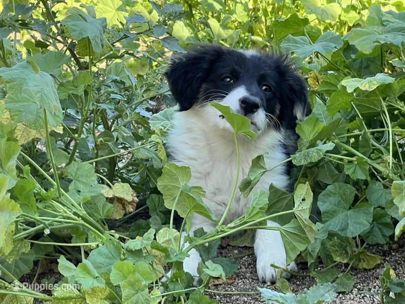 Kyley, a female Border Collie for sale in Chula Vista, CA – Photo 1 of 7