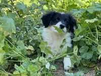 Kyley, a female Border Collie for sale in Chula Vista, CA – Photo 1 of 7