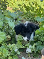 Kyley, a female Border Collie for sale in Chula Vista, CA – Photo 3 of 7