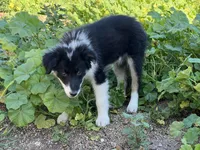 Kyley, a female Border Collie for sale in Chula Vista, CA – Photo 5 of 7
