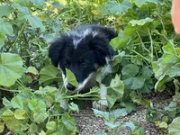 Kyley, a female Border Collie for sale in Chula Vista, CA – Photo 4 of 7
