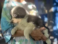 Sokka, a male Border Collie for sale in Chula Vista, CA – Photo 9 of 10