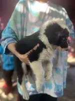 Sokka, a male Border Collie for sale in Chula Vista, CA – Photo 6 of 10