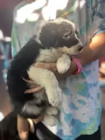 Sokka, a male Border Collie for sale in Chula Vista, CA – Photo 8 of 10