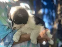 Sokka, a male Border Collie for sale in Chula Vista, CA – Photo 5 of 10