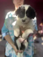 Sokka, a male Border Collie for sale in Chula Vista, CA – Photo 2 of 10