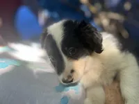 Sokka, a male Border Collie for sale in Chula Vista, CA – Photo 7 of 10