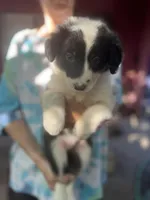 Sokka, a male Border Collie for sale in Chula Vista, CA – Photo 4 of 10