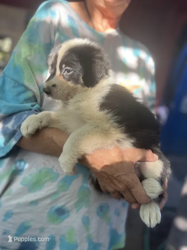 Sokka – Border Collie puppy for sale in Chula Vista, CA