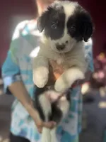 Sokka, a male Border Collie for sale in Chula Vista, CA – Photo 3 of 10