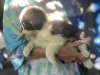 Sokka, a male Border Collie for sale in Chula Vista, CA – Photo 10 of 10