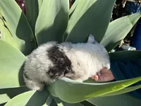 Twix , a female Border Collie for sale in Chula Vista, CA – Photo 2 of 9