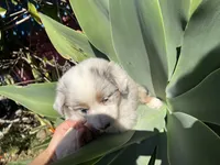 Twix , a female Border Collie for sale in Chula Vista, CA – Photo 6 of 9