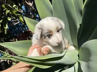 Twix , a female Border Collie for sale in Chula Vista, CA – Photo 4 of 9
