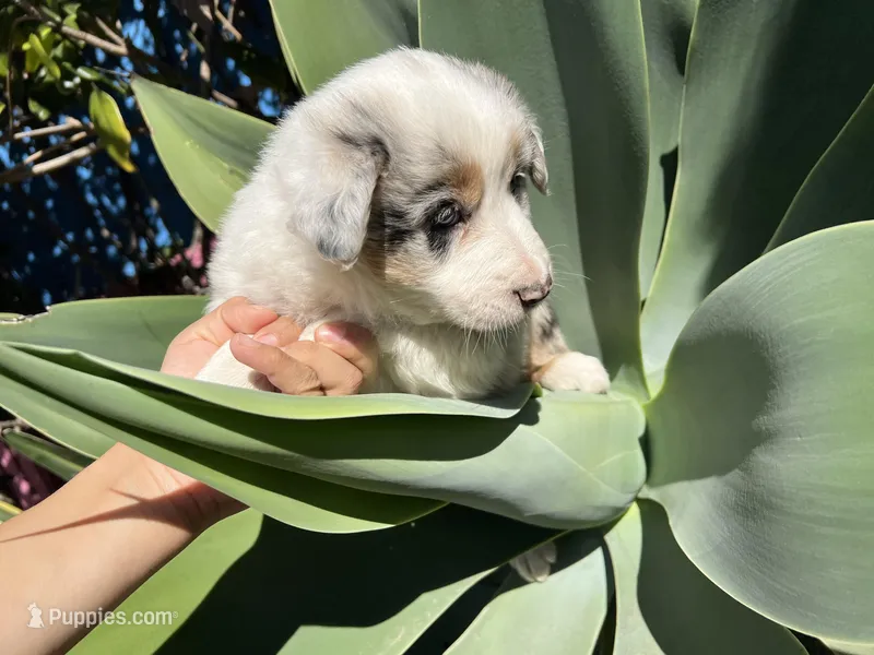 Twix , a female Border Collie for sale in Chula Vista, CA – Photo 1 of 9