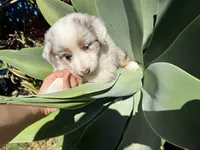 Twix , a female Border Collie for sale in Chula Vista, CA – Photo 5 of 9