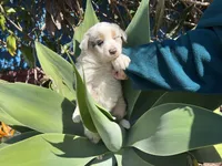 Twix , a female Border Collie for sale in Chula Vista, CA – Photo 7 of 9