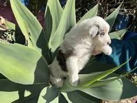 Twix , a female Border Collie for sale in Chula Vista, CA – Photo 8 of 9