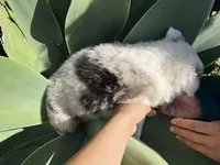 Twix , a female Border Collie for sale in Chula Vista, CA – Photo 9 of 9