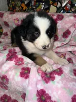 Zuko, a male Border Collie for sale in Chula Vista, CA – Photo 7 of 9