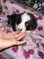 Zuko, a male Border Collie for sale in Chula Vista, CA – Photo 2 of 9