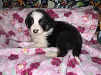 Zuko, a male Border Collie for sale in Chula Vista, CA – Photo 1 of 9