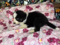 Zuko, a male Border Collie for sale in Chula Vista, CA – Photo 6 of 9