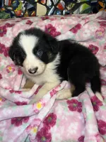 Zuko, a male Border Collie for sale in Chula Vista, CA – Photo 4 of 9
