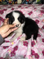 Zuko, a male Border Collie for sale in Chula Vista, CA – Photo 8 of 9