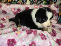 Zuko, a male Border Collie for sale in Chula Vista, CA – Photo 5 of 9