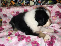 Zuko, a male Border Collie for sale in Chula Vista, CA – Photo 9 of 9