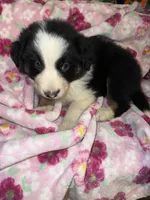 Zuko, a male Border Collie for sale in Chula Vista, CA – Photo 3 of 9