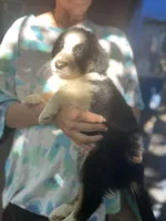 Mako, a male Border Collie for sale in Chula Vista, CA – Photo 7 of 10