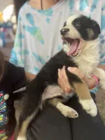 Mako, a male Border Collie for sale in Chula Vista, CA – Photo 8 of 10