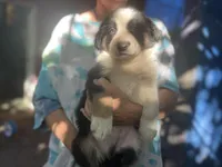 Mako, a male Border Collie for sale in Chula Vista, CA – Photo 6 of 10