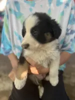 Mako, a male Border Collie for sale in Chula Vista, CA – Photo 4 of 10
