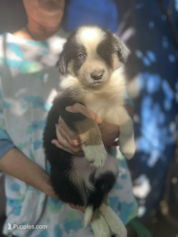 Mako – Border Collie puppy for sale in Chula Vista, CA