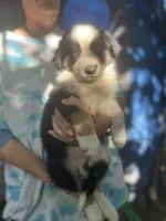 Mako, a male Border Collie for sale in Chula Vista, CA – Photo 1 of 10
