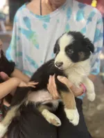 Mako, a male Border Collie for sale in Chula Vista, CA – Photo 2 of 10