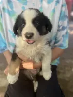 Mako, a male Border Collie for sale in Chula Vista, CA – Photo 3 of 10