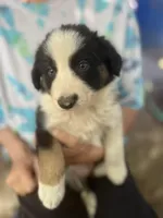 Mako, a male Border Collie for sale in Chula Vista, CA – Photo 5 of 10