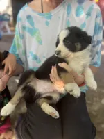 Mako, a male Border Collie for sale in Chula Vista, CA – Photo 10 of 10